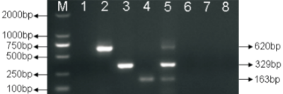 小反刍兽疫病毒、施马伦贝格病毒和库布病毒分子鉴别检测技术.jpg