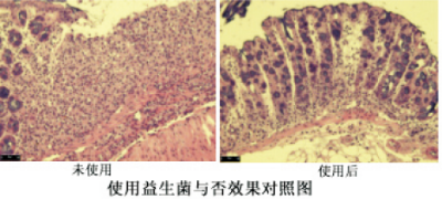 防治动物结肠炎产品的益生菌发酵技术.jpg